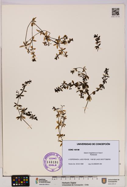 Galium magellanicum [Espécimen: UDEC:CONC:0143136]