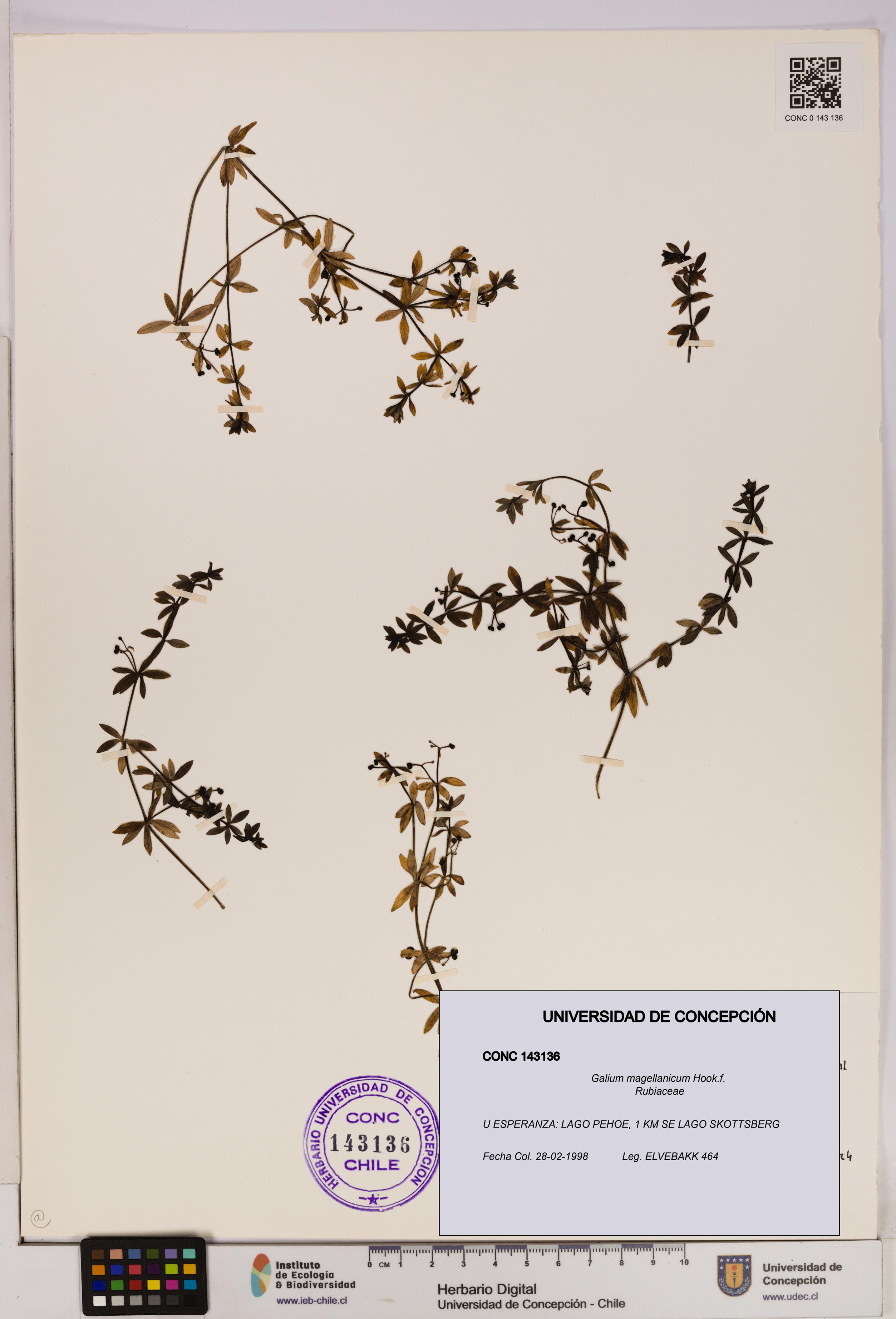 Galium magellanicum [Espécimen: UDEC:CONC:0143136]