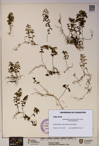 Hymenophyllum secundum [Espécimen: ]