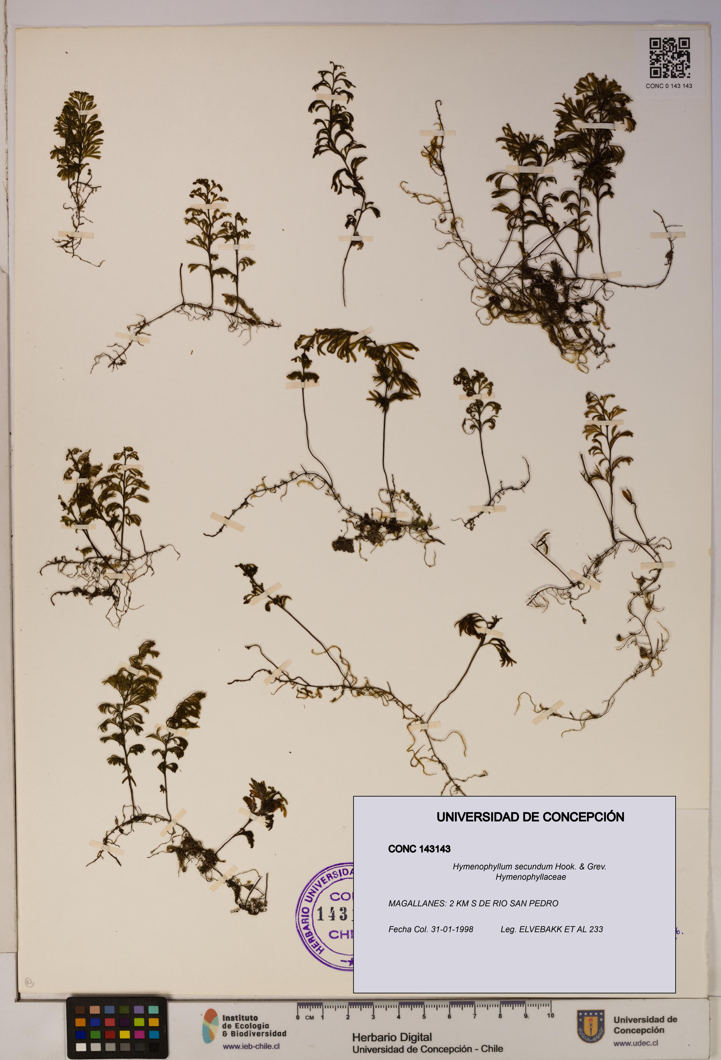 Hymenophyllum secundum [Espécimen: ]