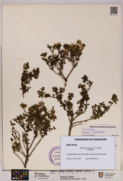 Baccharis mylodontis [Espécimen: UDEC:CONC:0143144]