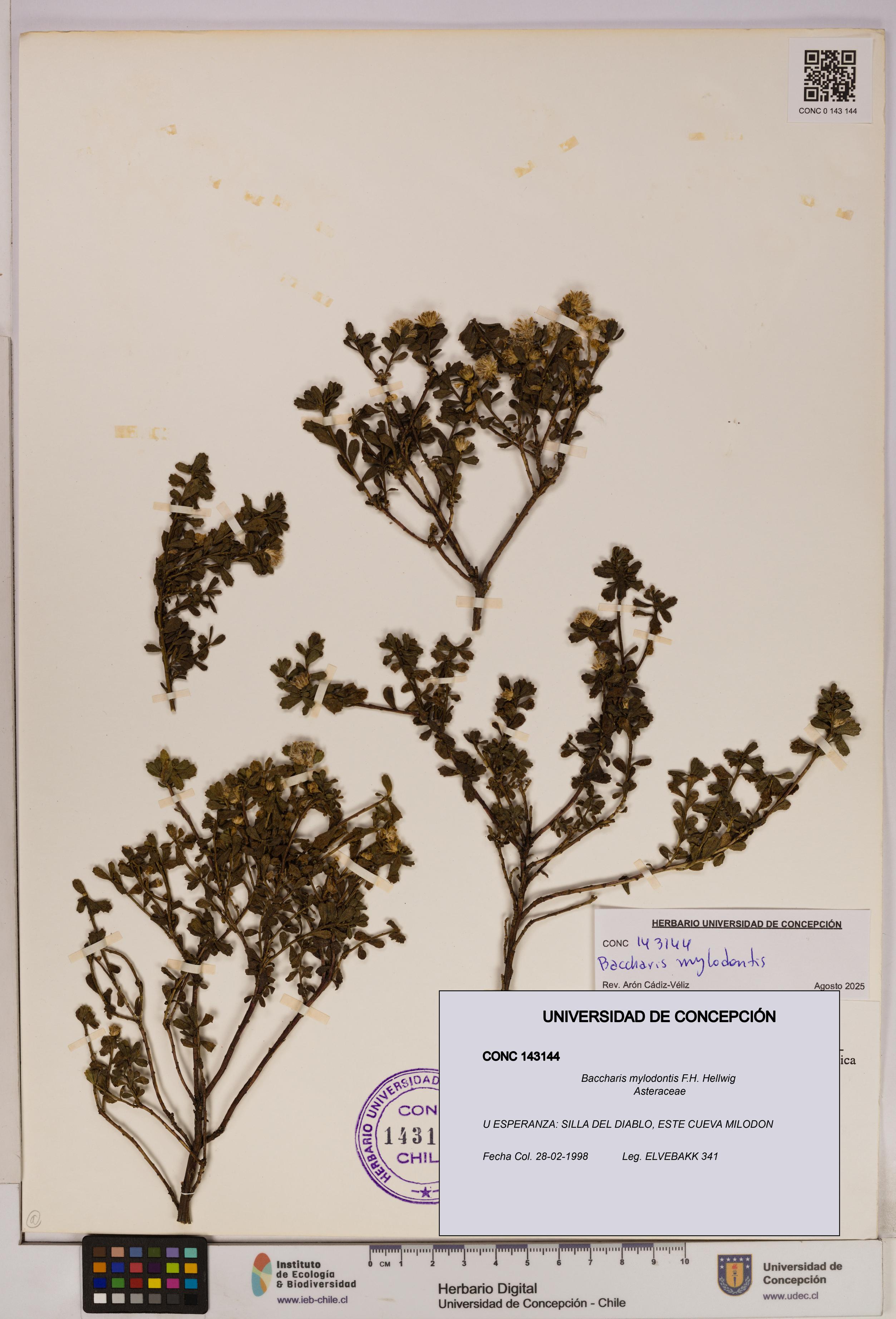Baccharis mylodontis [Espécimen: UDEC:CONC:0143144]