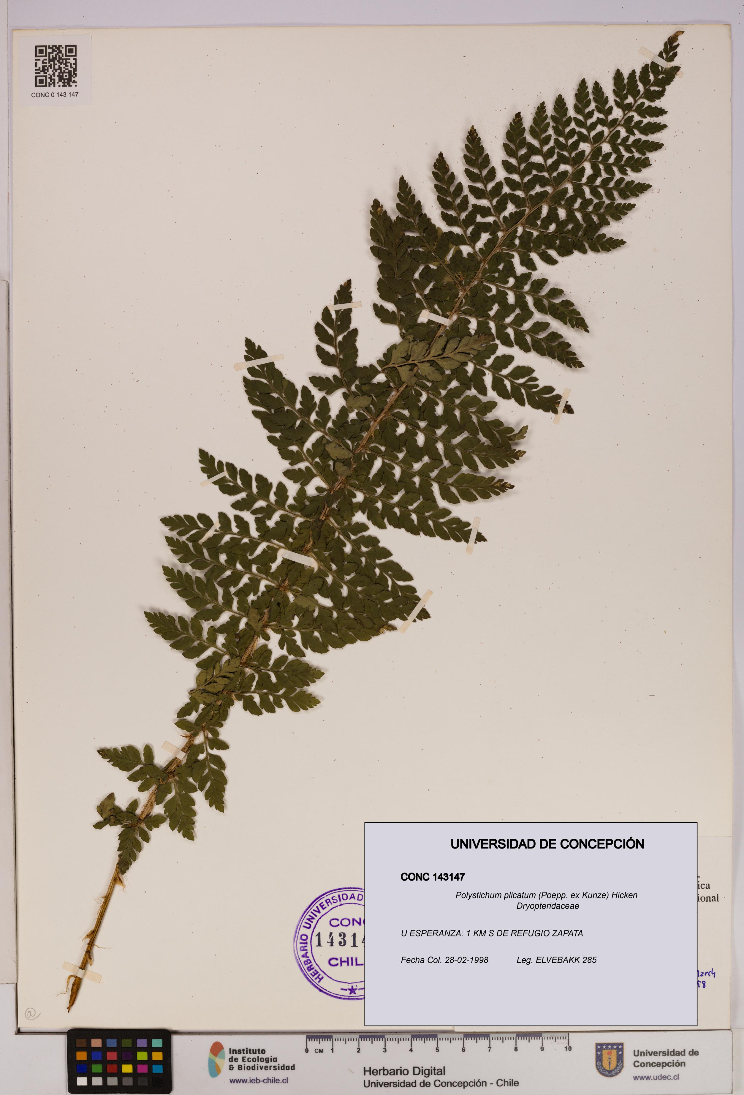 Polystichum plicatum [Espécimen: UDEC:CONC:0143147]