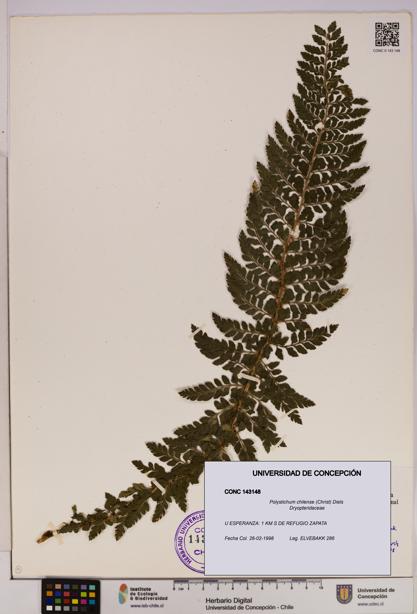 Polystichum chilense [Espécimen: UDEC:CONC:0143148]