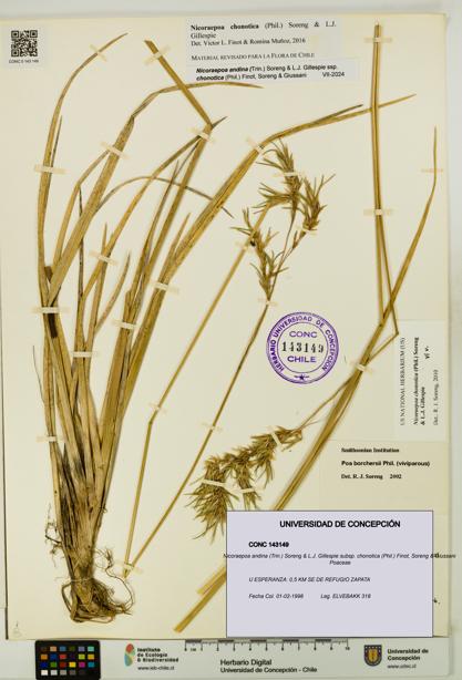 Nicoraepoa andina subsp. chonotica [Espécimen: UDEC:CONC:0143149]