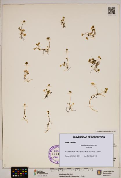 Azorella ranunculus [Espécimen: ]