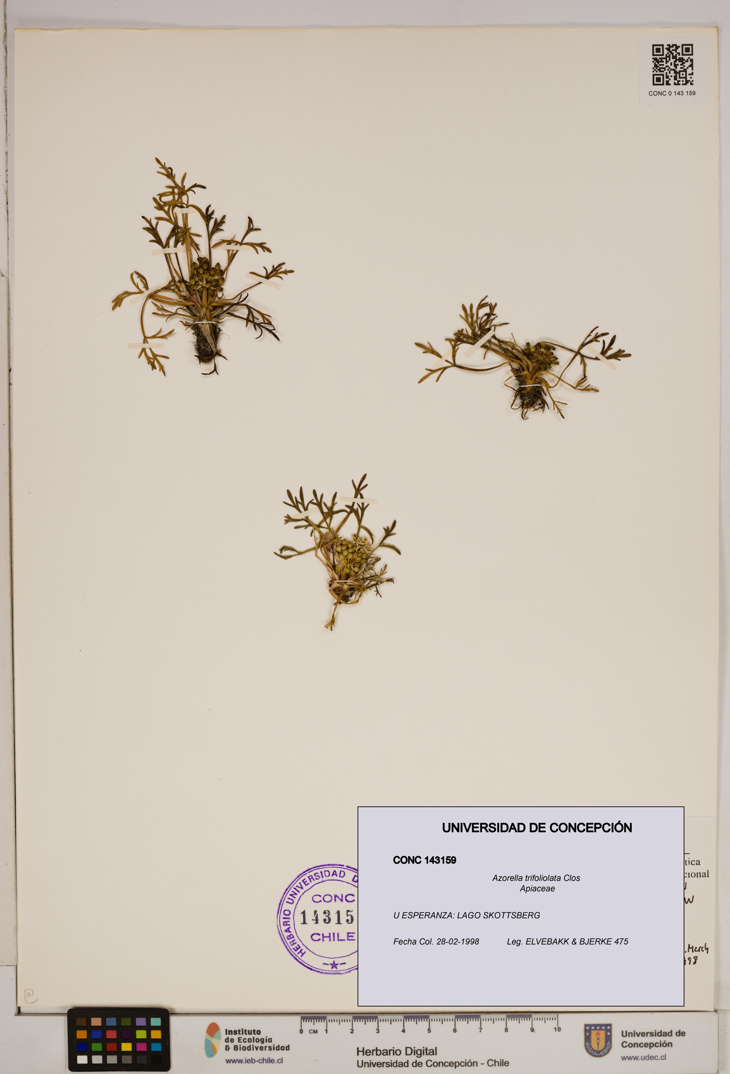 Azorella trifoliolata [Espécimen: ]