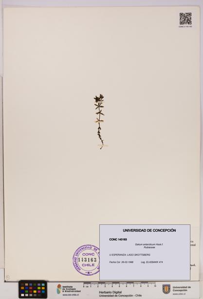 Galium antarcticum [Espécimen: UDEC:CONC:0143163]
