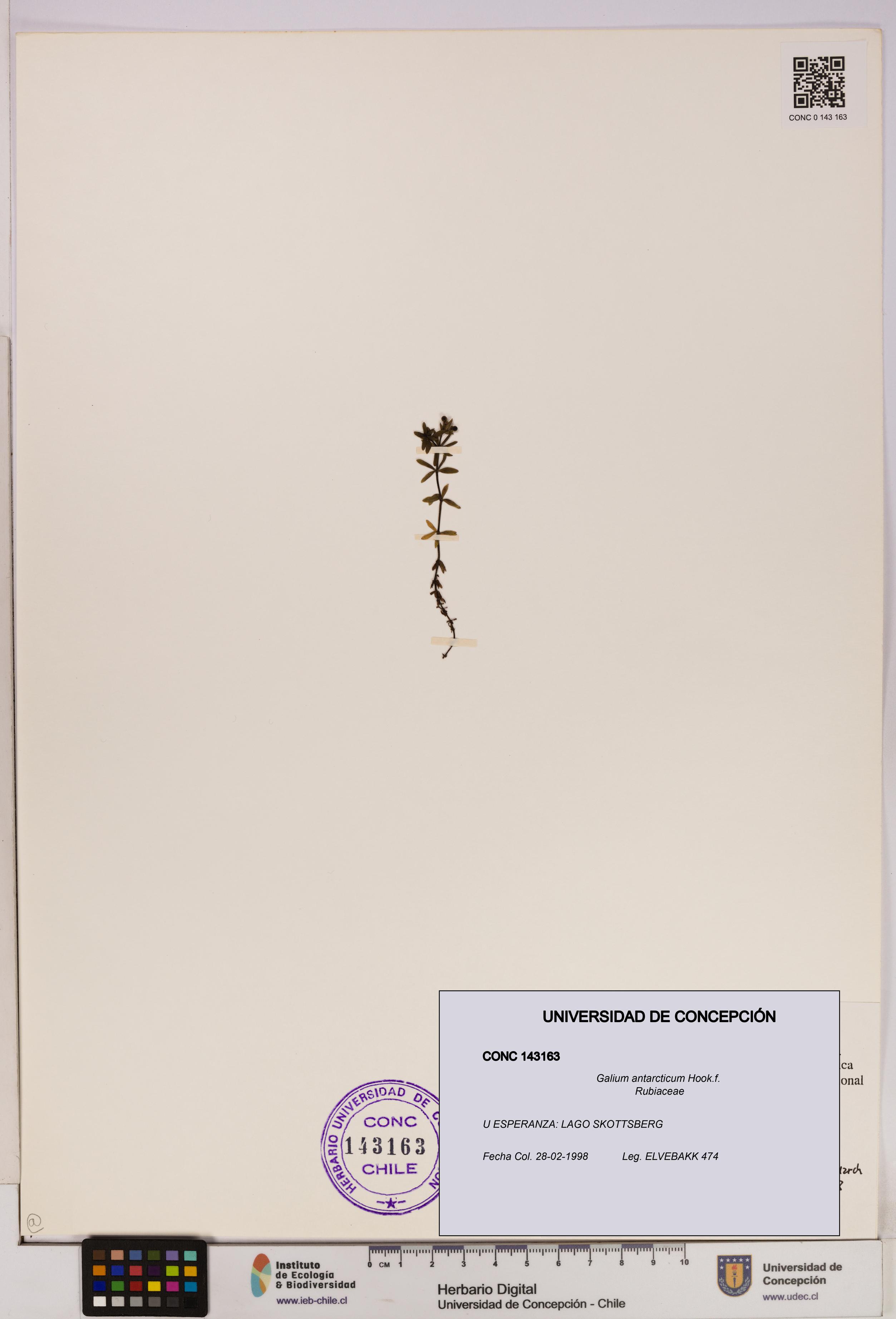 Galium antarcticum [Espécimen: UDEC:CONC:0143163]