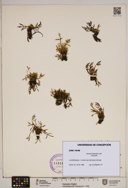 Azorella trifoliolata [Espécimen: ]