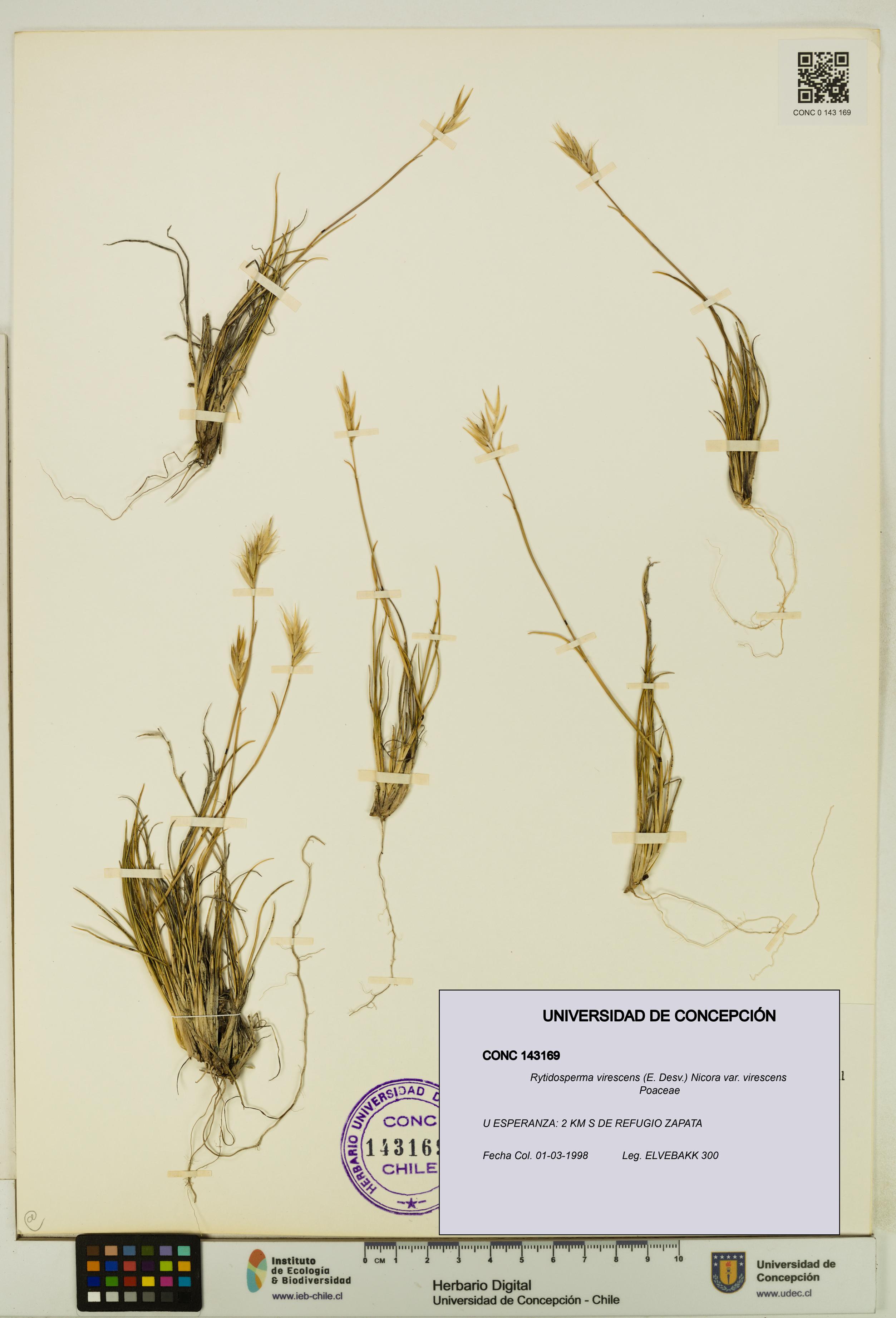 Rytidosperma virescens var. virescens [Espécimen: UDEC:CONC:0143169]