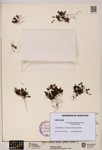Hymenophyllum falklandicum [Espécimen: UDEC:CONC:0143190]