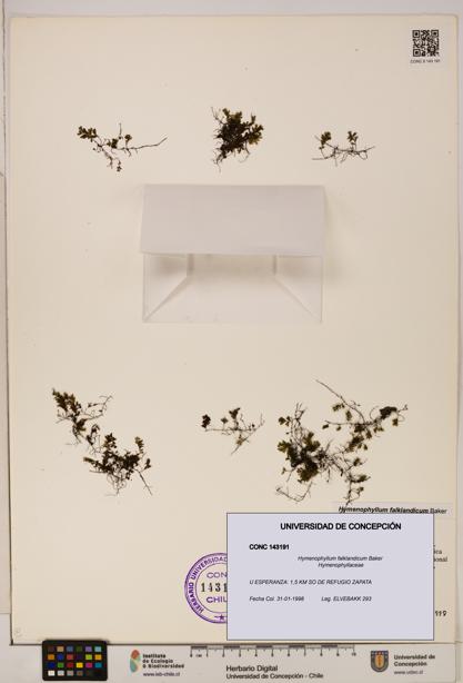 Hymenophyllum falklandicum [Espécimen: UDEC:CONC:0143191]