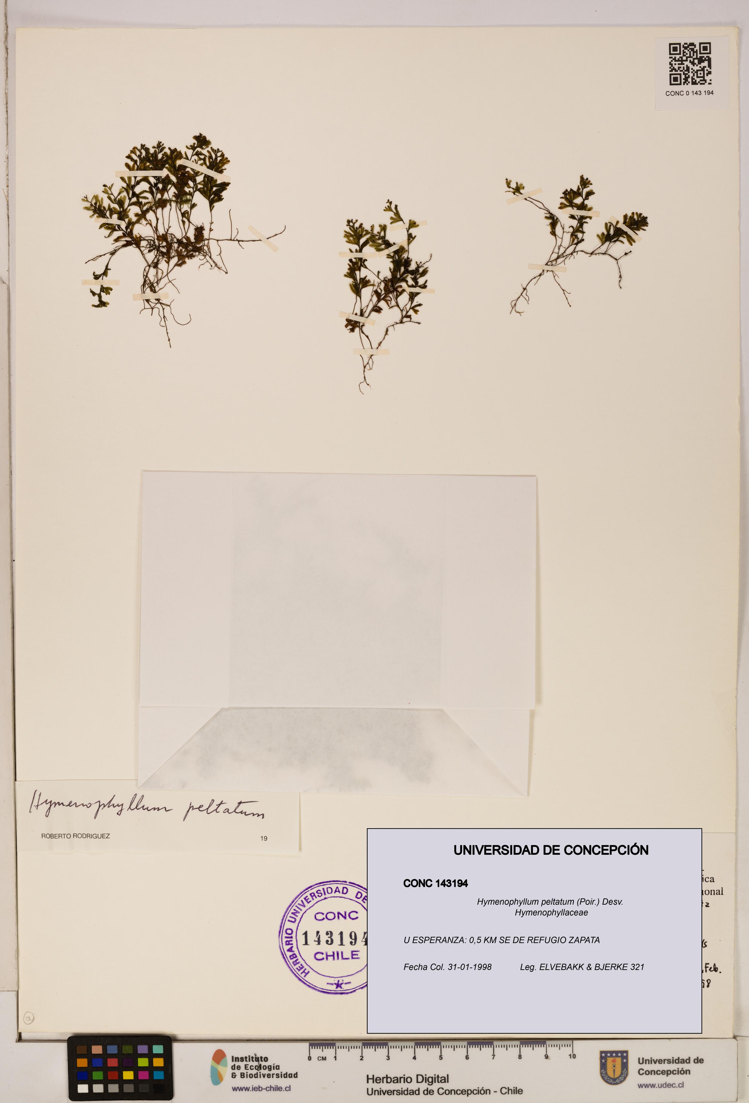 Hymenophyllum peltatum [Espécimen: ]