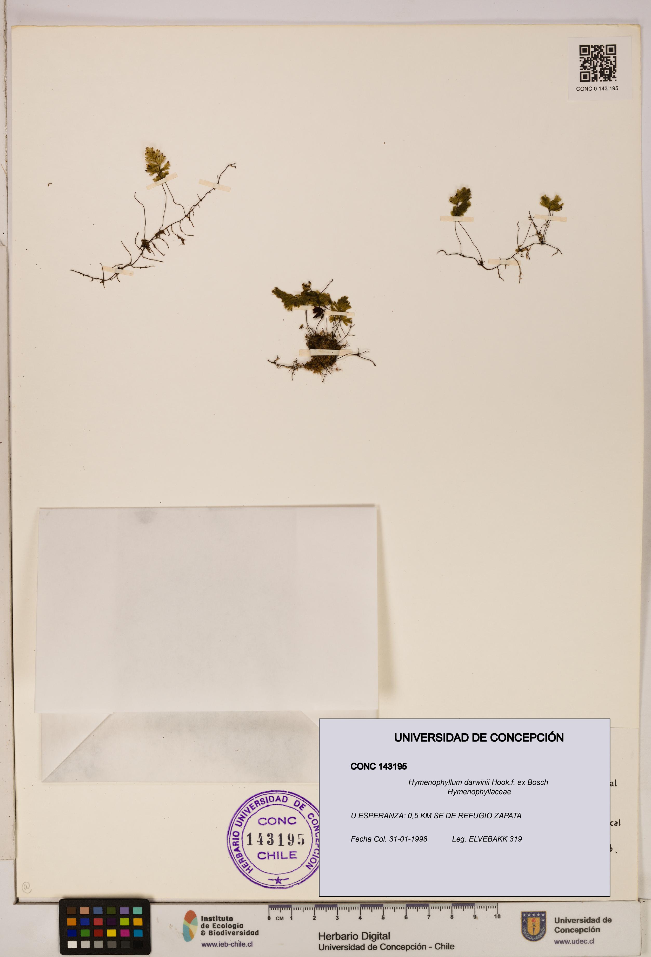 Hymenophyllum darwinii [Espécimen: UDEC:CONC:0143195]