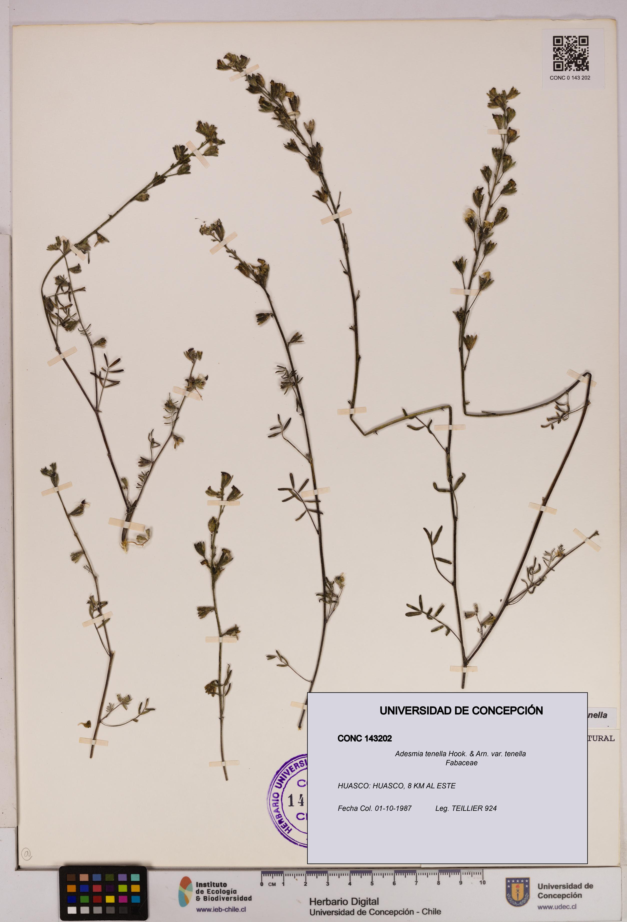 Adesmia tenella var. tenella [Espécimen: UDEC:CONC:0143202]