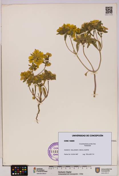 Cruckshanksia pumila [Espécimen: UDEC:CONC:0143203]