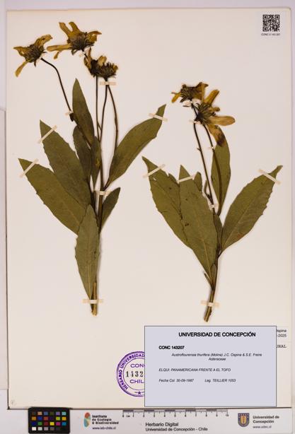Austroflourensia thurifera [Espécimen: UDEC:CONC:0143207]