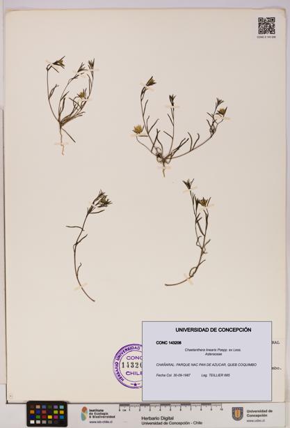 Chaetanthera linearis [Espécimen: UDEC:CONC:0143208]