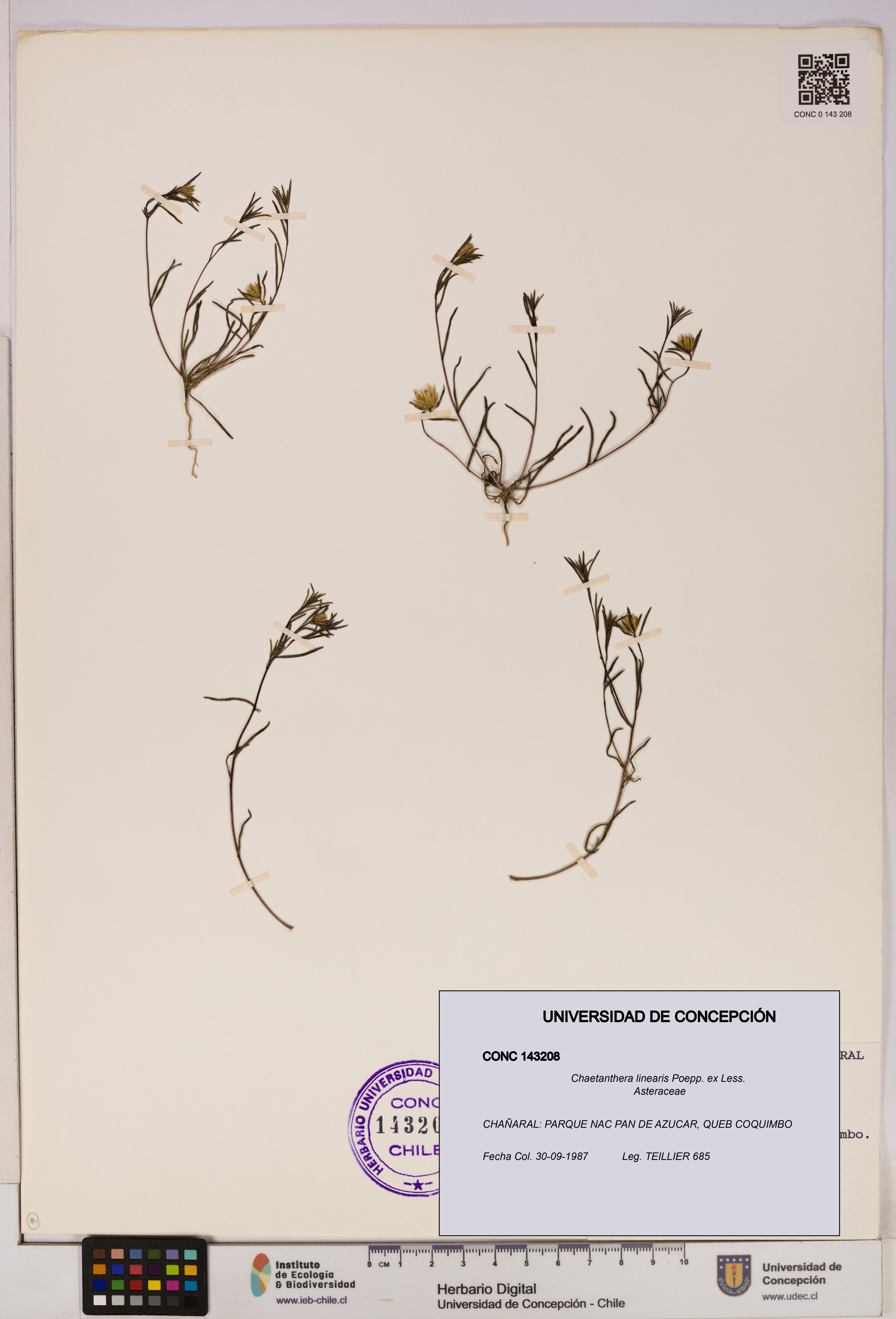 Chaetanthera linearis [Espécimen: UDEC:CONC:0143208]