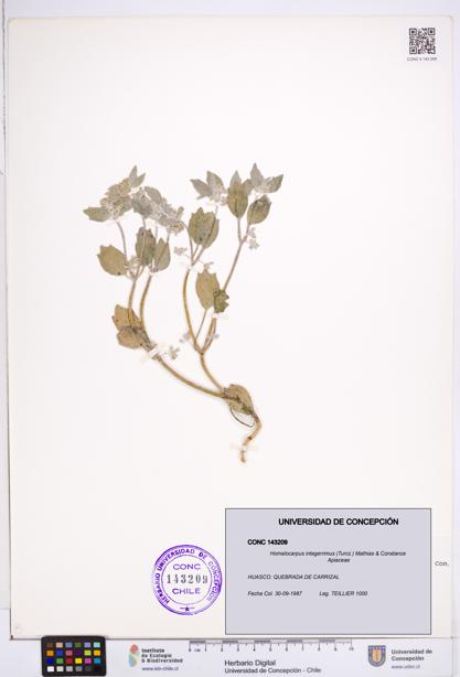 Homalocarpus integerrimus [Espécimen: ]