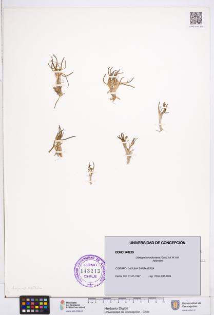 Lilaeopsis macloviana [Espécimen: ]