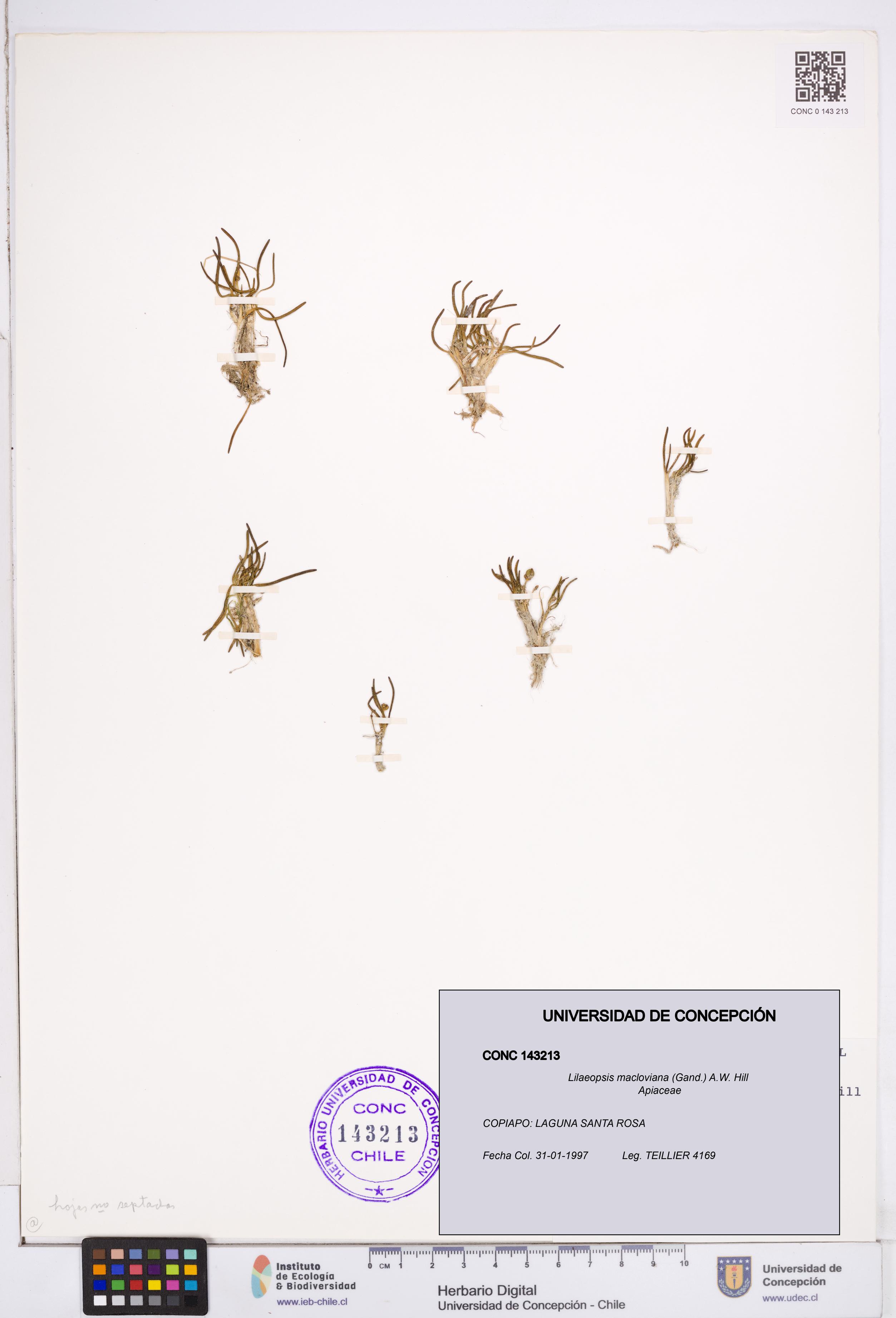 Lilaeopsis macloviana [Espécimen: ]