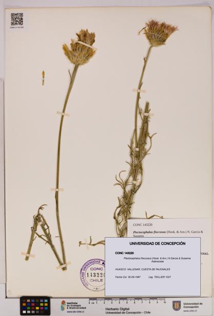 Plectocephalus floccosus [Espécimen: UDEC:CONC:0143220]