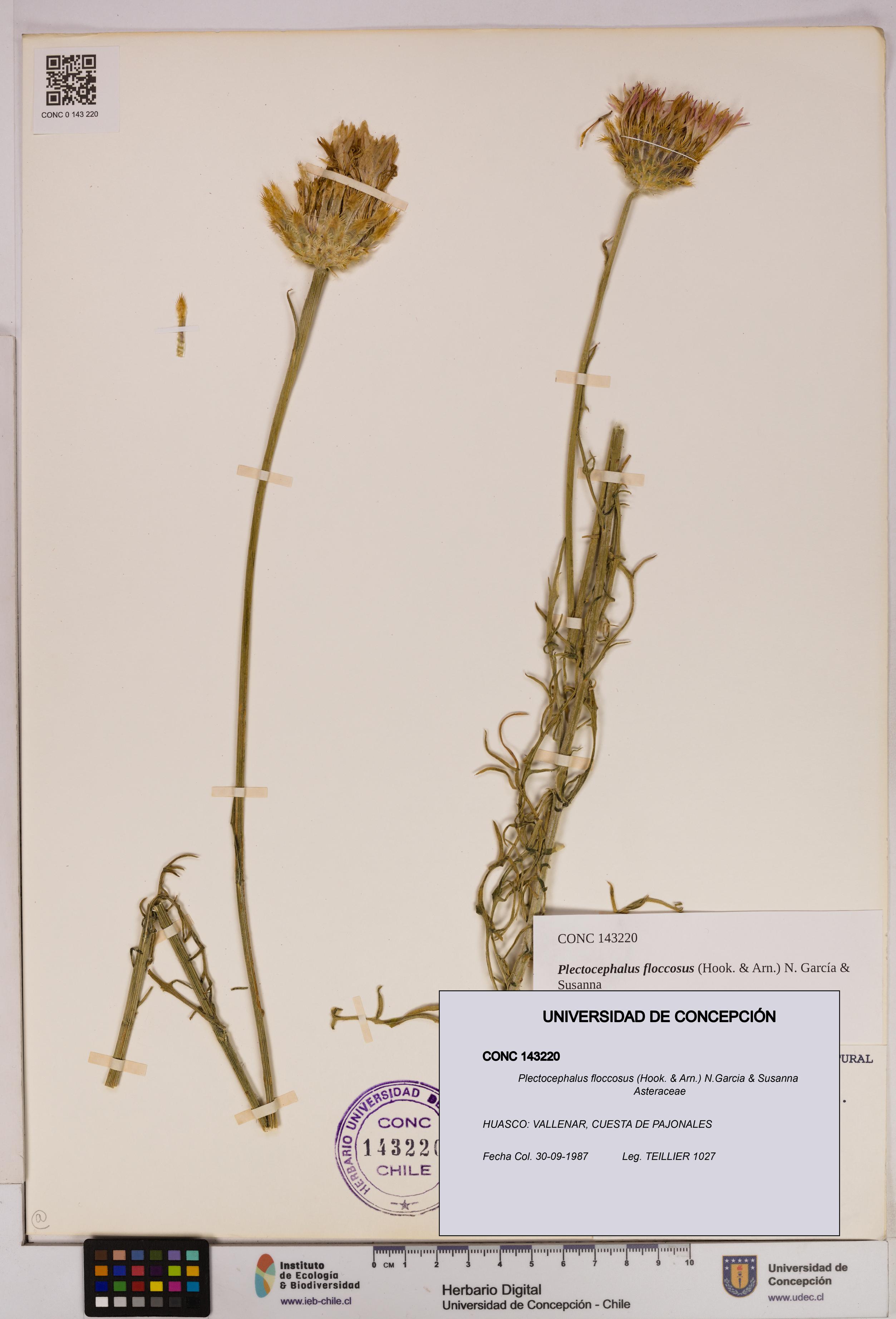 Plectocephalus floccosus [Espécimen: UDEC:CONC:0143220]