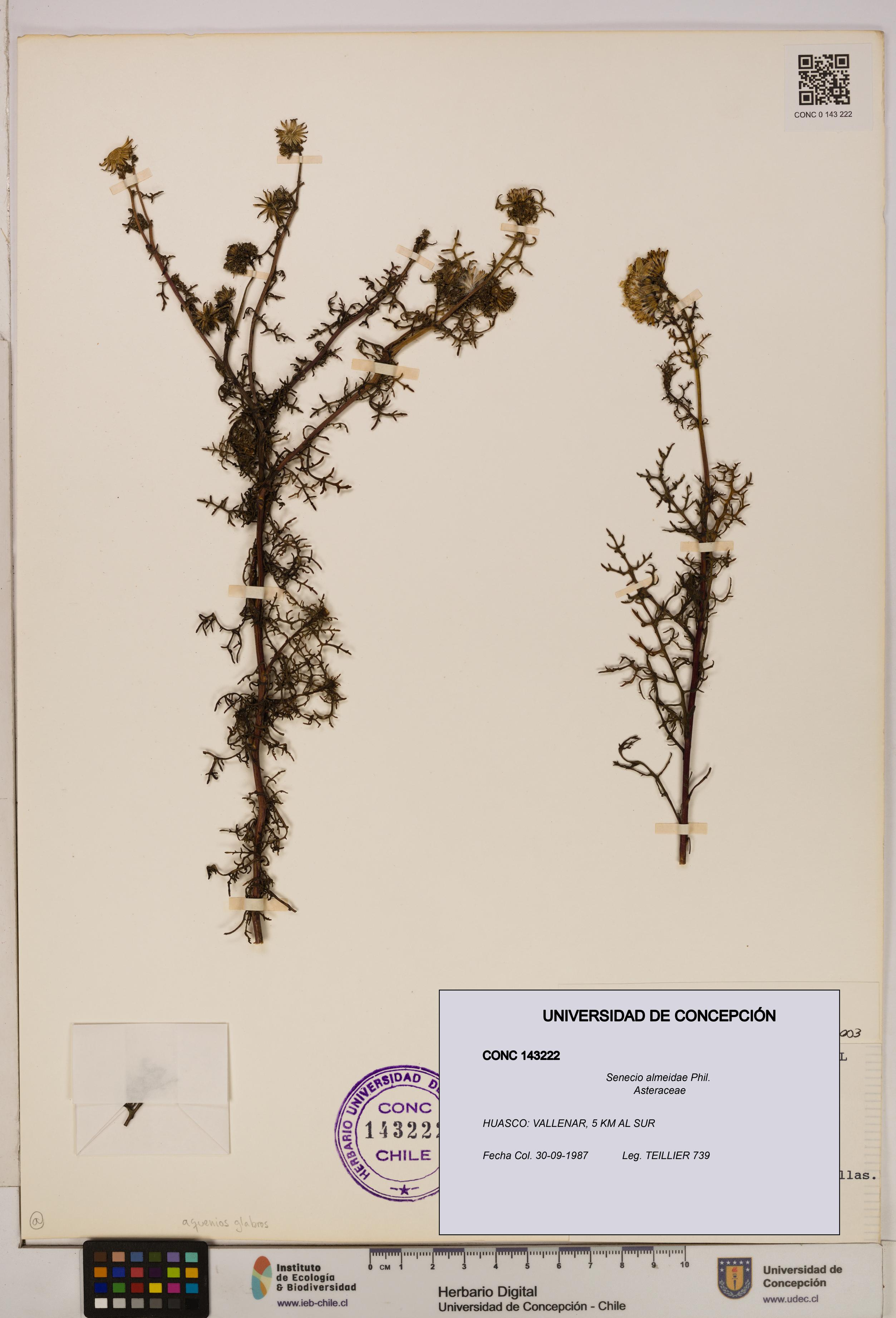 Senecio almeidae [Espécimen: UDEC:CONC:0143222]
