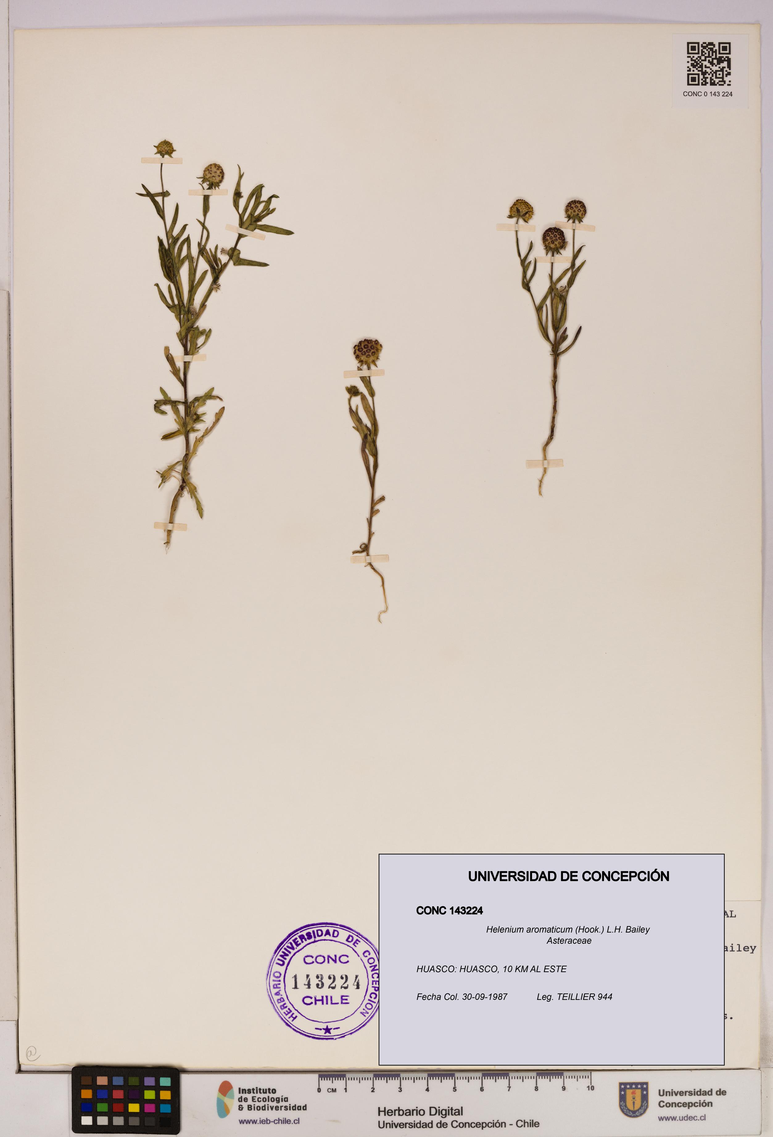 Helenium aromaticum [Espécimen: UDEC:CONC:0143224]