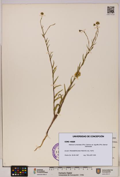 Helenium urmenetae var. leguiffei [Espécimen: UDEC:CONC:0143225]