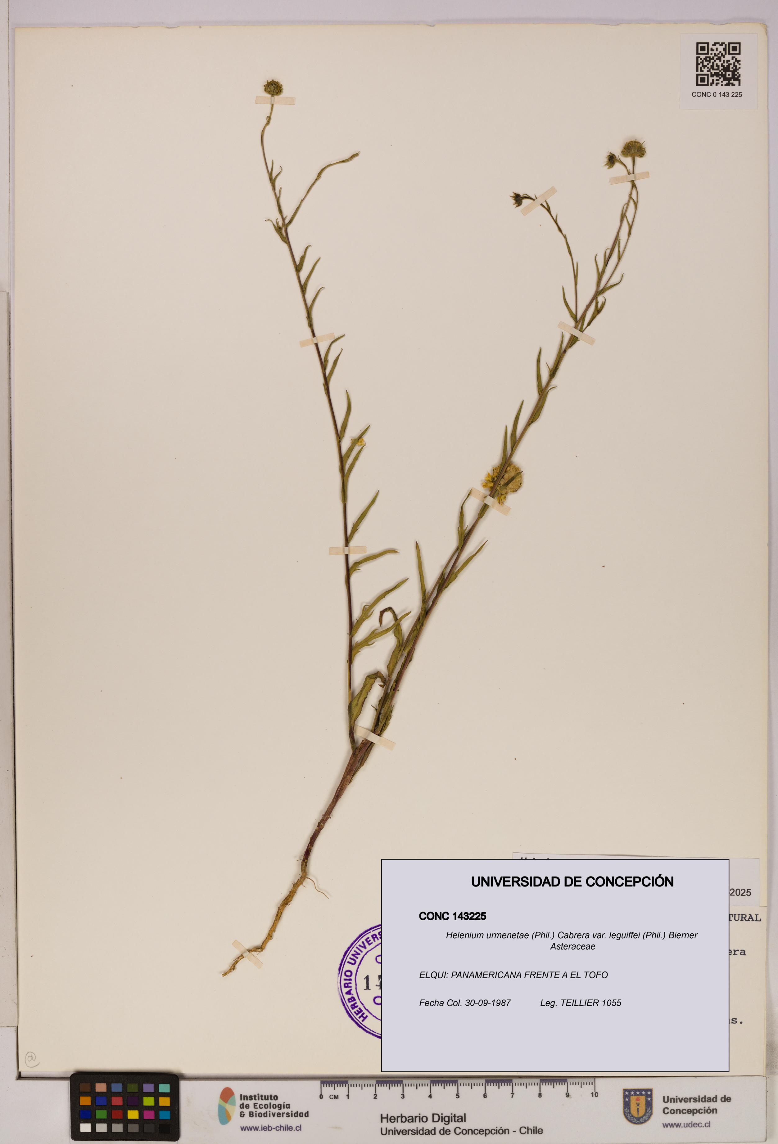 Helenium urmenetae var. leguiffei [Espécimen: UDEC:CONC:0143225]