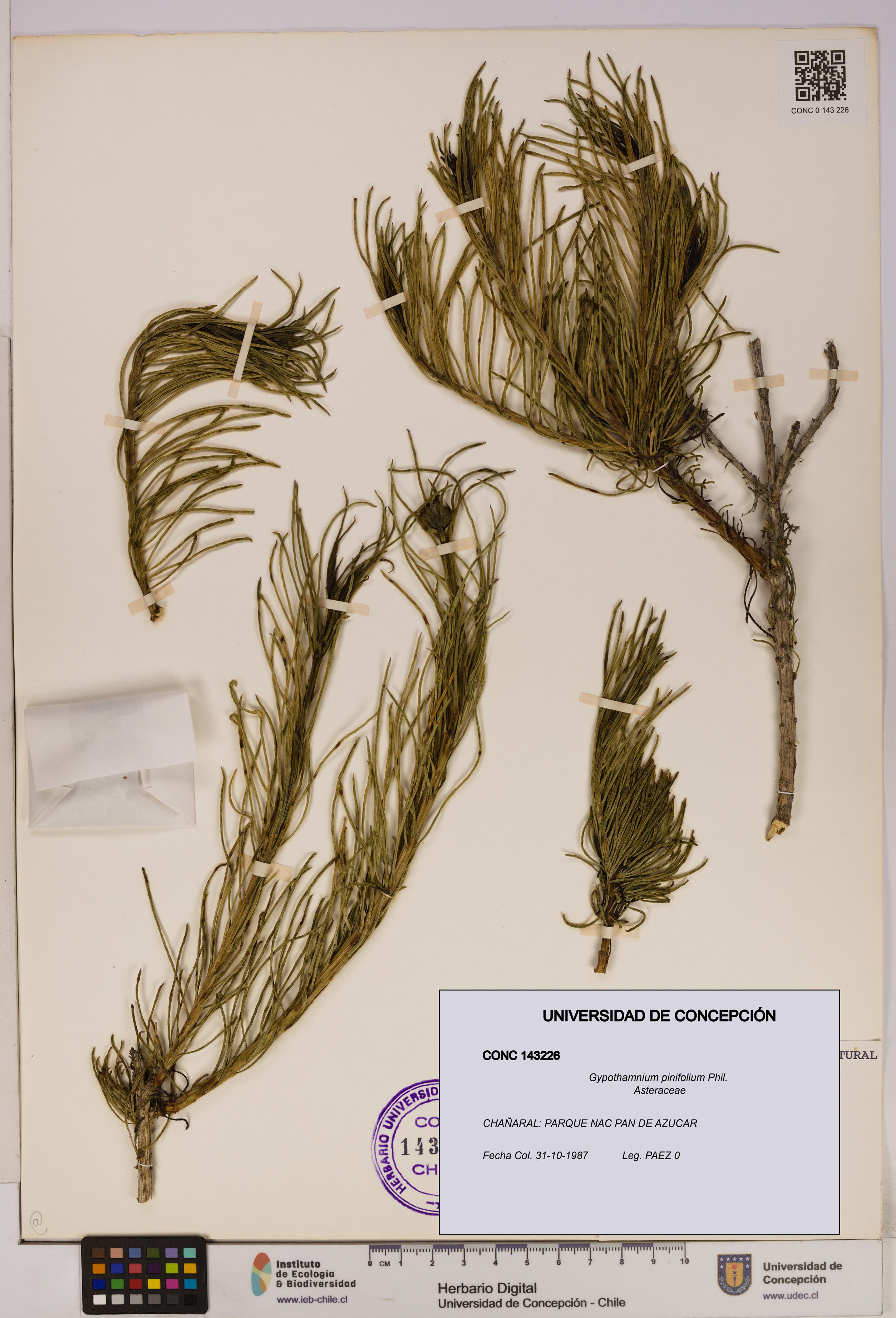 Gypothamnium pinifolium [Espécimen: UDEC:CONC:0143226]