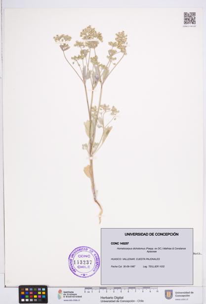 Homalocarpus dichotomus [Espécimen: ]