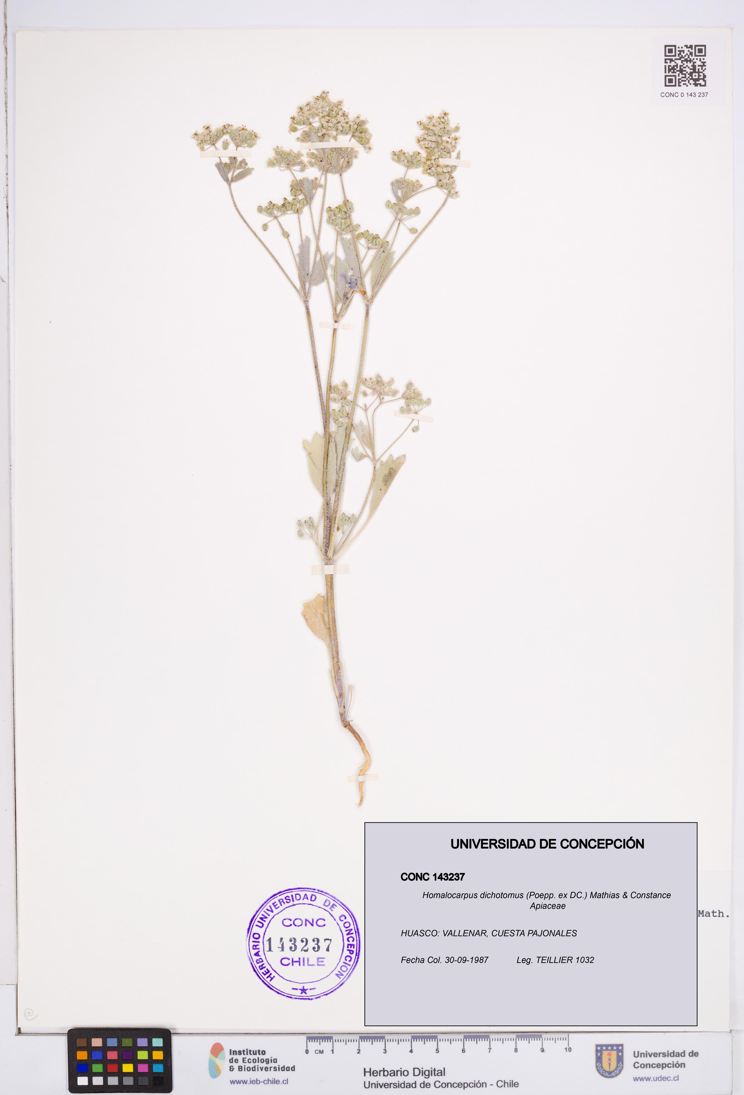 Homalocarpus dichotomus [Espécimen: ]