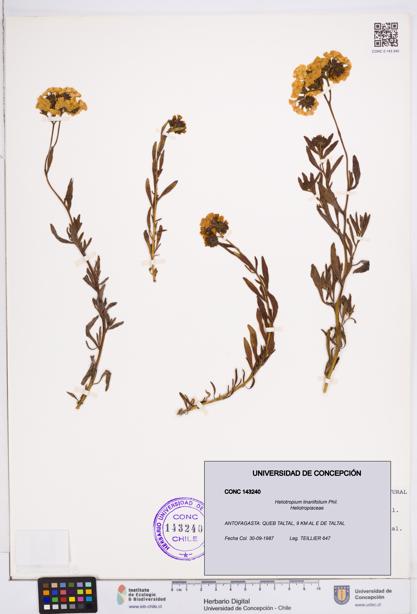 Heliotropium linariifolium [Espécimen: ]
