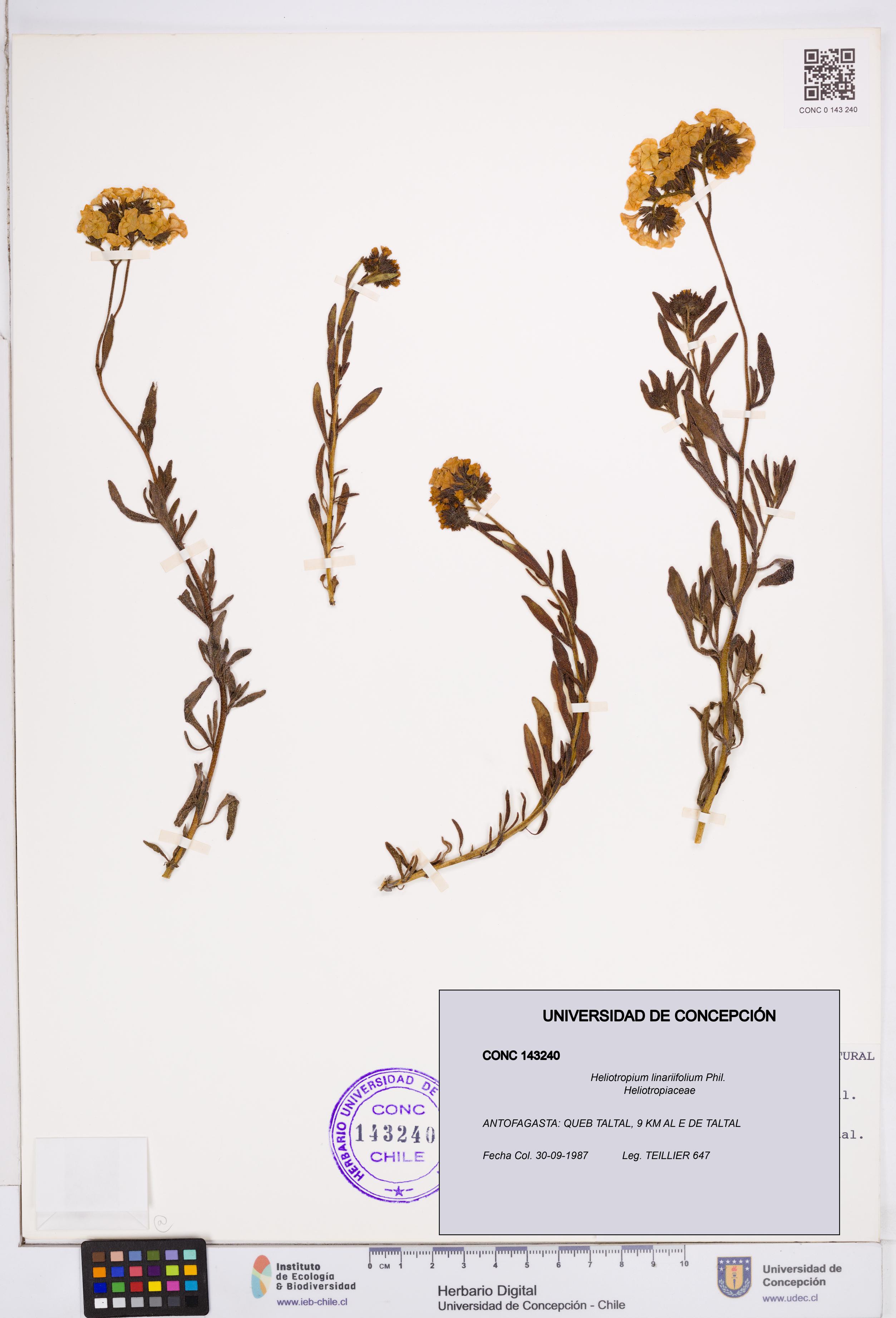 Heliotropium linariifolium [Espécimen: ]