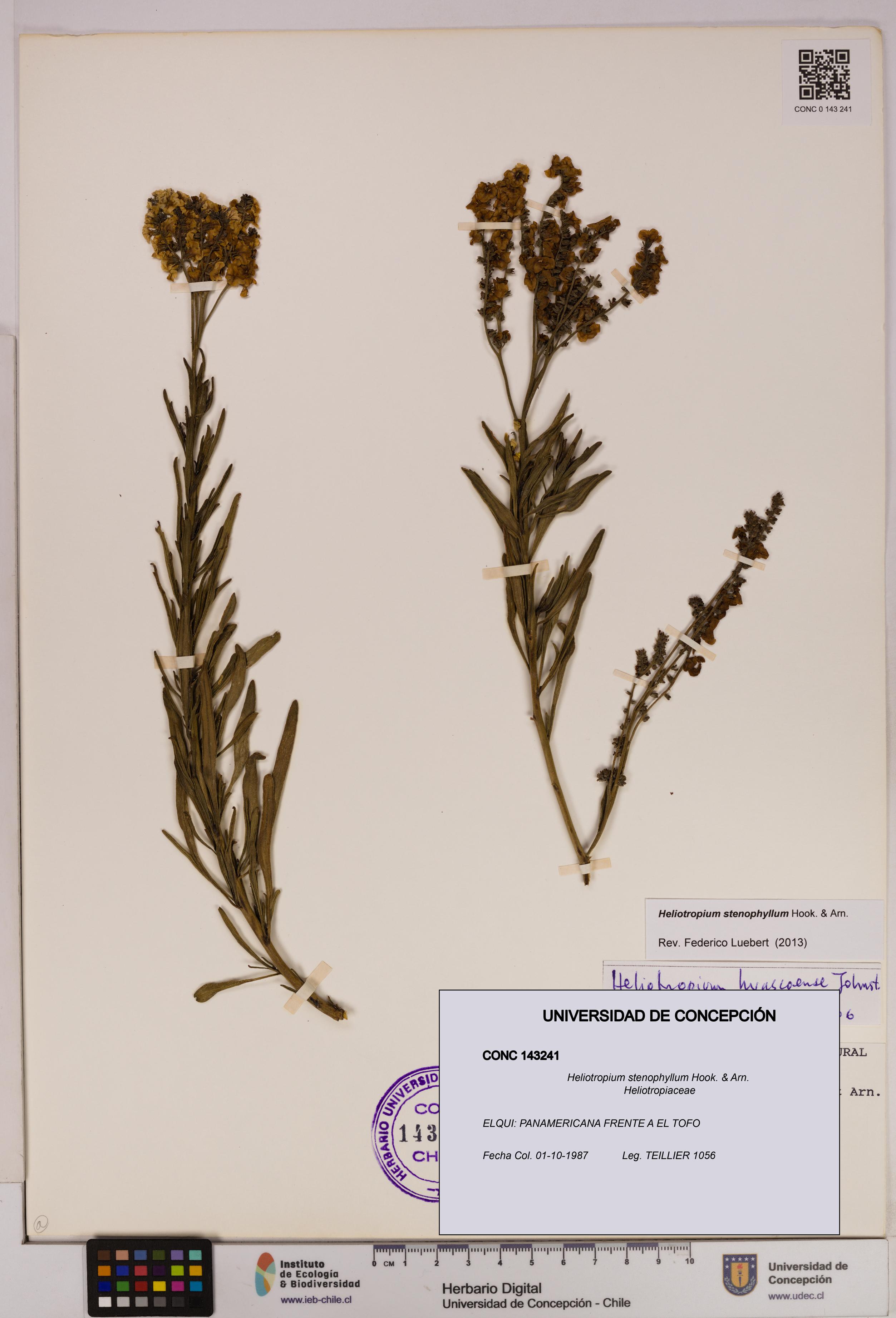 Heliotropium stenophyllum [Espécimen: UDEC:CONC:0143241]