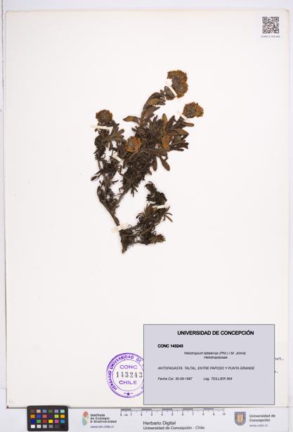 Heliotropium taltalense [Espécimen: ]