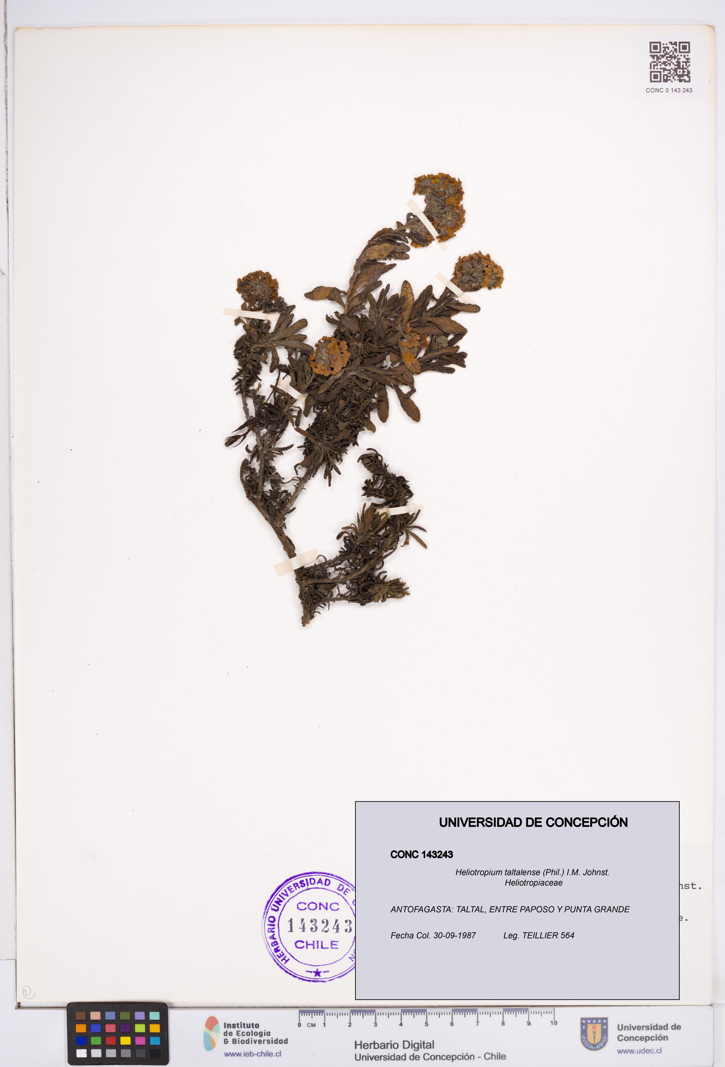 Heliotropium taltalense [Espécimen: ]