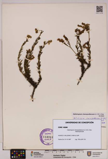 Heliotropium chenopodiaceum [Espécimen: UDEC:CONC:0143246]
