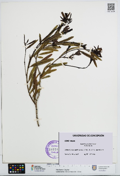 Skytanthus acutus [Espécimen: UDEC:CONC:0143248]