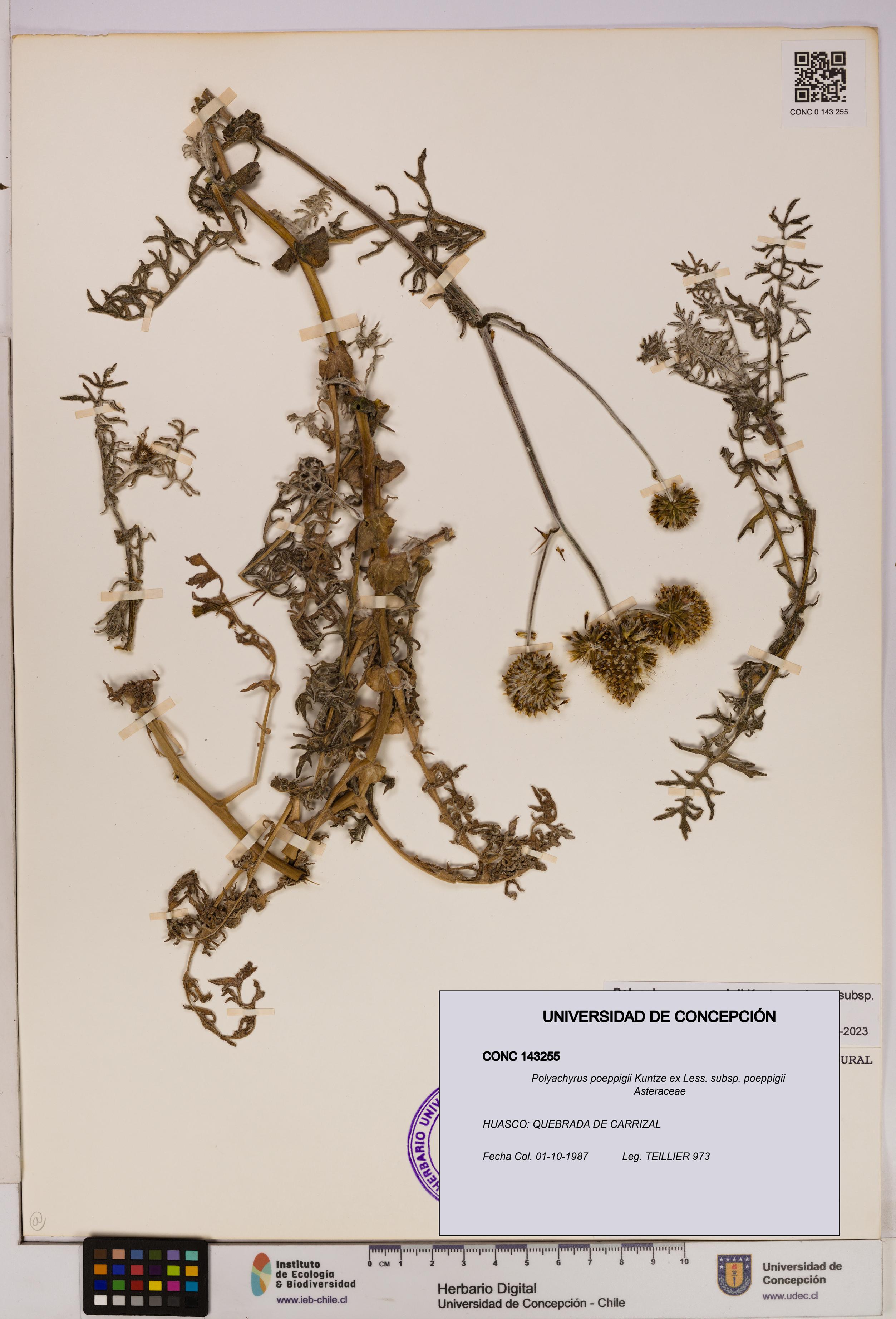 Polyachyrus poeppigii [Espécimen: UDEC:CONC:0143255]