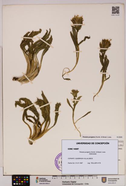 Perezia pungens [Espécimen: UDEC:CONC:0143257]