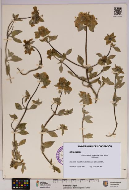 Cruckshanksia hymenodon [Espécimen: UDEC:CONC:0143258]