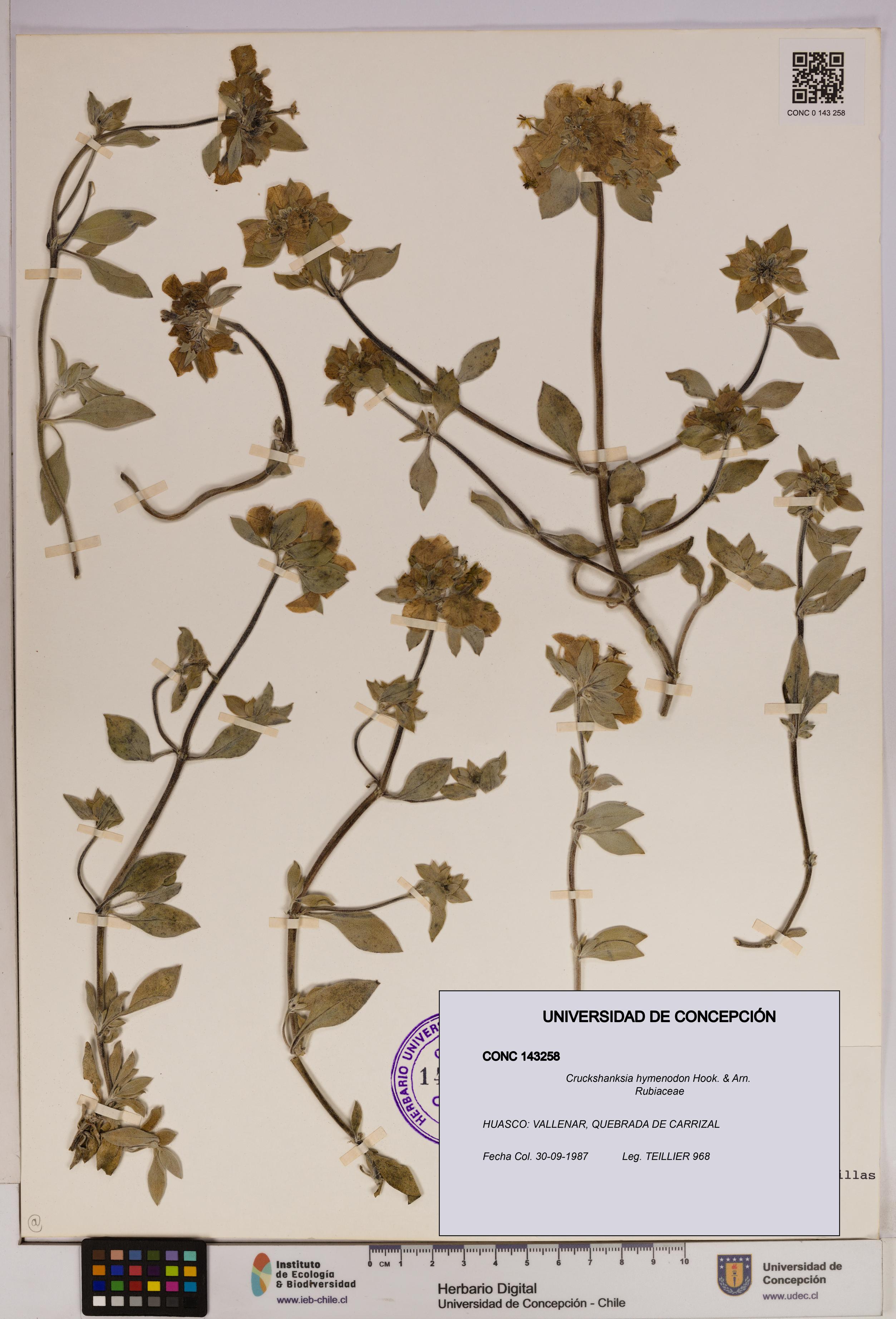 Cruckshanksia hymenodon [Espécimen: UDEC:CONC:0143258]