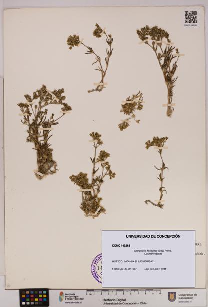 Spergularia floribunda [Espécimen: UDEC:CONC:0143263]