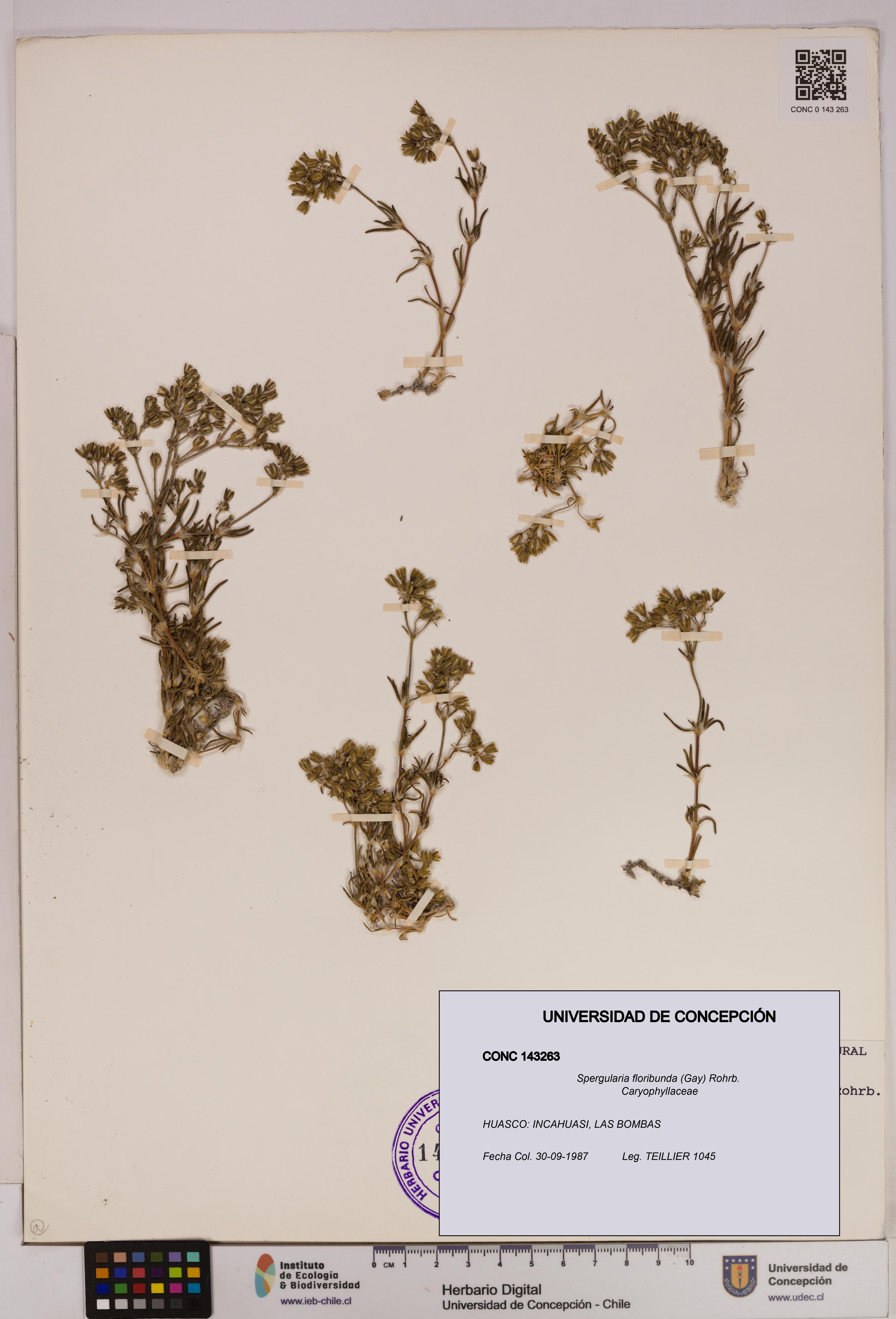 Spergularia floribunda [Espécimen: UDEC:CONC:0143263]