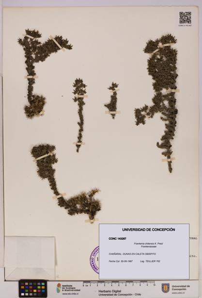 Frankenia chilensis [Espécimen: UDEC:CONC:0143267]